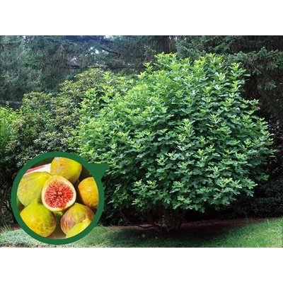 Figovník Gentile Bianco 60-100 cm, kont. 2 l