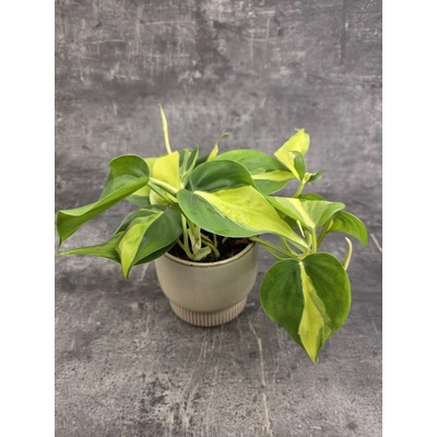 Philodendron Scandens Brasil 12 cm