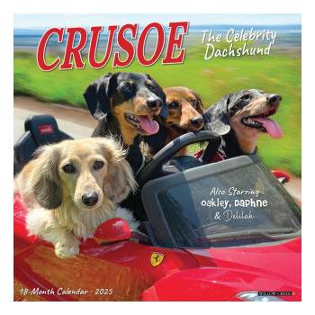 Willow Creek Press Calendars Crusoe the Celebrity Dachshund 2026 12 X 12 Wall Calendar