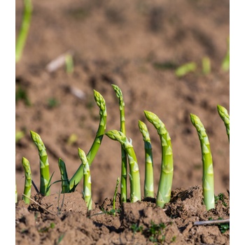 Špargľa Boonlim zelená - Asparagus officinalis - voľnokorenné sadenice špargle - 2 ks