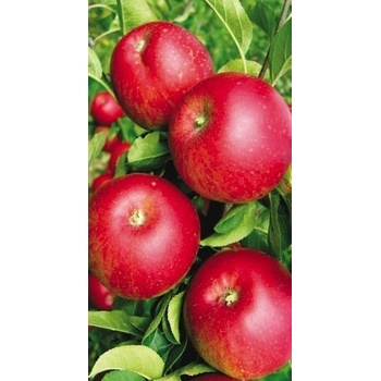 Balený ovocný stromek jabloň Rubín