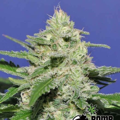 Bomb Seeds Widow Bomb semena neobsahují THC 5 ks