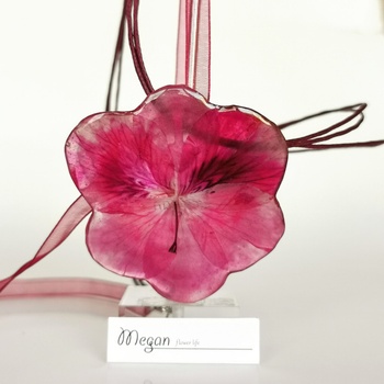 Meganflo Голяма цикламена налба