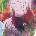 Meat Puppets - Too High To Die (LP) (0602478217777)