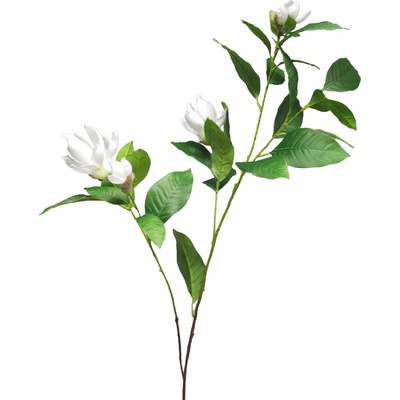 Magnolie 'Grandofiora' bílá v132 cm (N920110)
