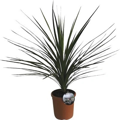 Dračinka jižní FloraSelf Cordyline australis výška 40-60 cm květináč Ø 22 cm