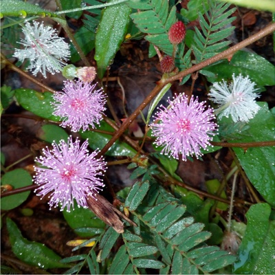 Citlivka stydlivá Mimóza - Mimosa pudica - prodej semen - 5 ks