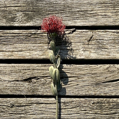 DRY SMALL PROTEA ČERVENÁ 61 cm