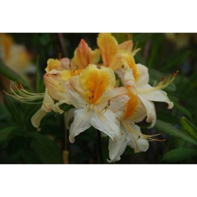 Azalka veľkokvetá (Azalea Mollis) ´TOUCAN´ - výška 40-60 cm, kont. C3L