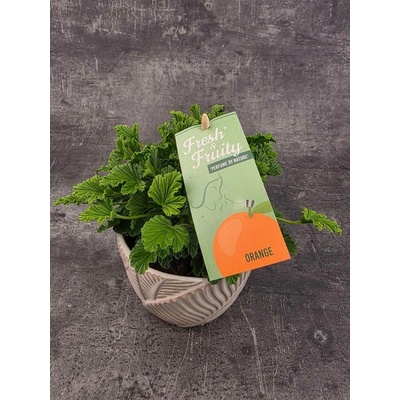 Pelargonium graveolens pomeranč (Komárovník s velmi aromatickou vůní)