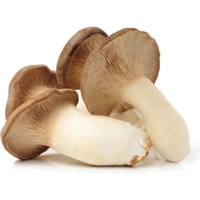 Hlíva královská máčková Pleurotus eryngii sadba 250 ml