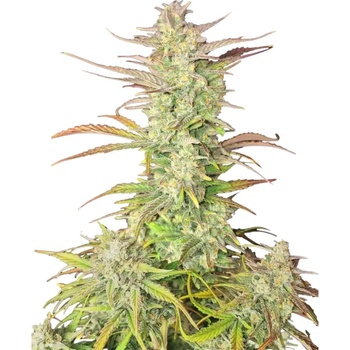 Fastbuds Z-Up Auto semena neobsahuji THC 10 ks