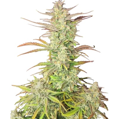 Fastbuds Z-Up Auto semena neobsahuji THC 10 ks