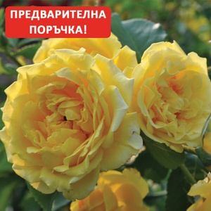  Катерлива Роза Golden Gate® - (Kordes®)