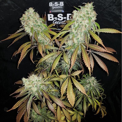 B-S-B Genetics Banana Kush semienka neobsahujú THC 1 ks