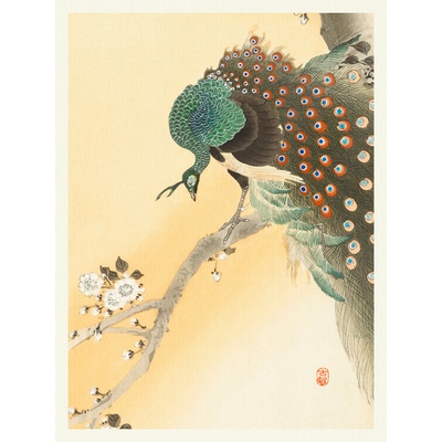 Plagát, Obraz - Peacock & Cherry Blossom, Ohara Koson, 30 × 40 cm