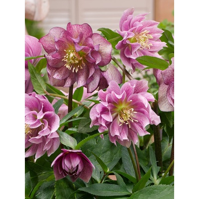 Čemeřice 'Double Ellen Red' 1 ks – Zbozi.Blesk.cz