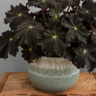 Begonia Rex Dark Mambo