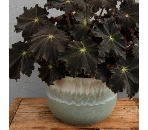 Begonia Rex Dark Mambo