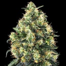 Sensi Seeds Super Skunkmatic semena neobsahují THC 3 ks