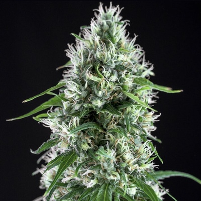 Genehtik Super Silver Bilbo semienka neobsahujú THC 25 ks
