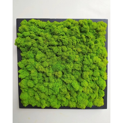 Machový obraz v čiernom ráme 40cm x 40cm