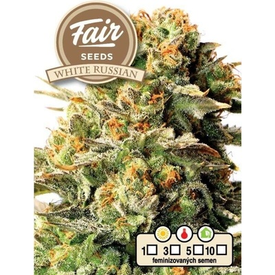 Fair Seeds White Russian semena neobsahují THC 10 ks