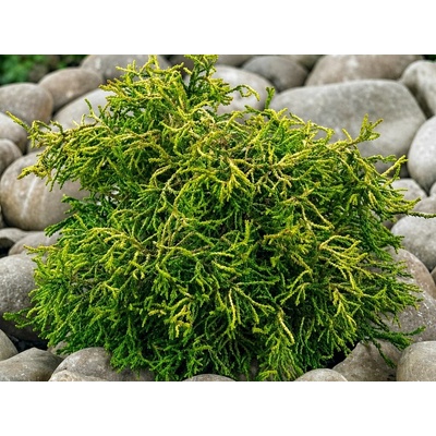 Cypruštek obtusa Tsatsumi Gold, výška 10-20 cm, kvetináč 2 l
