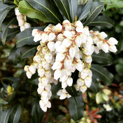 Agarden Pieris japonská 'Prelude'