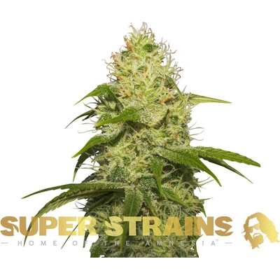 Super Strains La Jefa semienka neobsahujú THC 3 ks