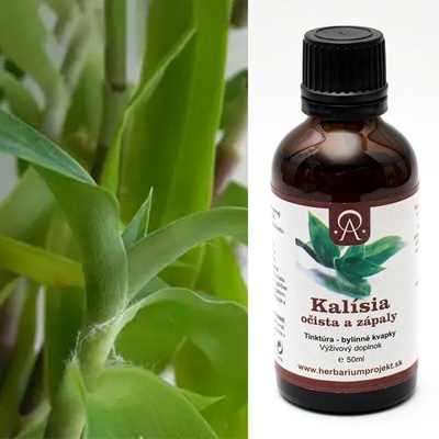 Herbarium Projekt Kalísia voňavá očista a zápaly tinktúra 50 ml