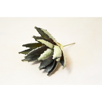 Aloe vera 11 cm - zápich - zeleno-šedá