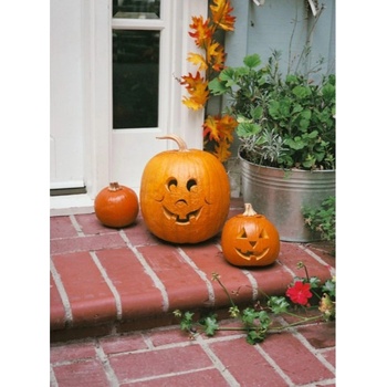 Tekvica plazivá Tom Fox