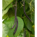 BIO Fazuľa Blauhilde - Phaseolus vulgaris - bio semená fazuľu - 25 ks