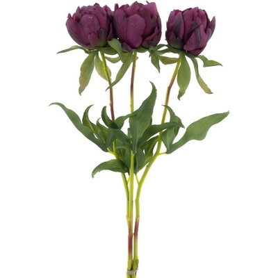 Paeonia - Pivoňka 'Marlie' svazek 3 ks barva: aubergine V48 cm