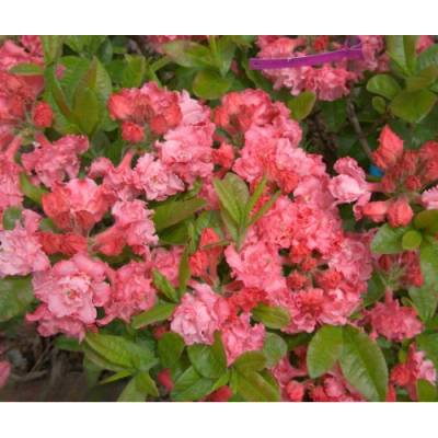 Azalka veľkokvetá (Azalea Mollis) ´ANNA´ - výška 30-50 cm, kont. C3L
