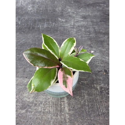 Hoya Flamingo Dream mini, nenáročná