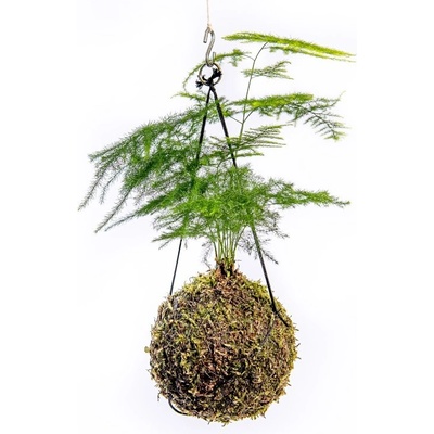 Gardners Kokedama Asparagus plumosus (M) Asparágus, Chřest hustokvětý 1 ks