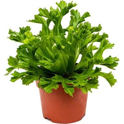 Asplenium Antiquum Leslie 12x20 cm