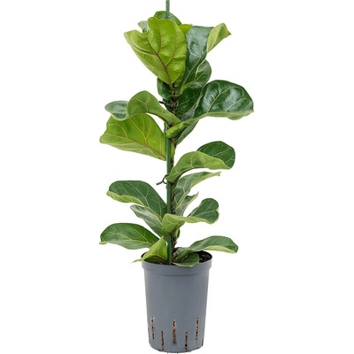 Ficus lyrata bambino pots 15/19 v. 70 cm