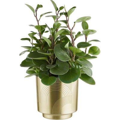 Butlers PLANTA Kvetináč vyrývaný 18 cm - zlatý