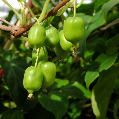 Aktinídia kiwi JAPSAI samoopelivá kontajner 11cm