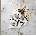 Jelly Roll - Beautifully Broken (CD) (0602468028123)