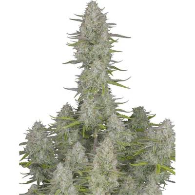 420 Fast Buds Wedding Cheesecake AUTO semena neobsahují THC 1 ks
