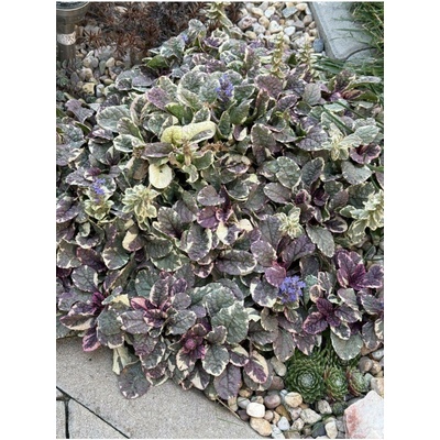 Ajuga reptans BURGUNDY GLOW - zběhovec plazivý