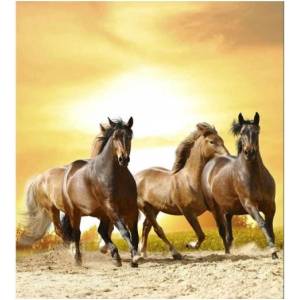 DIMEX ART Флизелинов фототапет по залез слънце 225 x 250 см