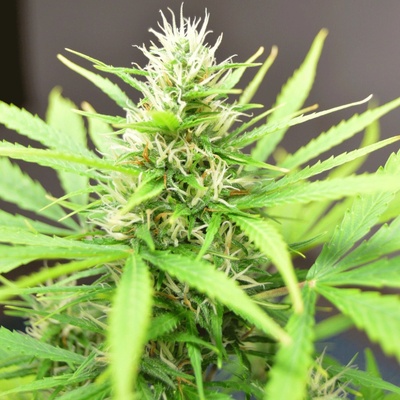 Cream Of The Crop Robocrop Auto semienka neobsahujú THC 10 ks