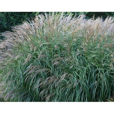 Miskant čínský – Miscanthus sinensis 'Yakushima Dwarf'
