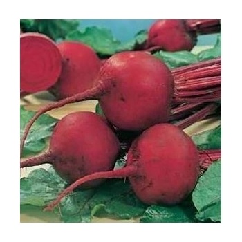 Bio řepa červená Detroit 2 - Beta vulgaris var. vulgaris - semena - 50 ks