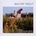 TROUT WALTER: COMMON GROUND CD